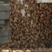 Bees on a Battleship