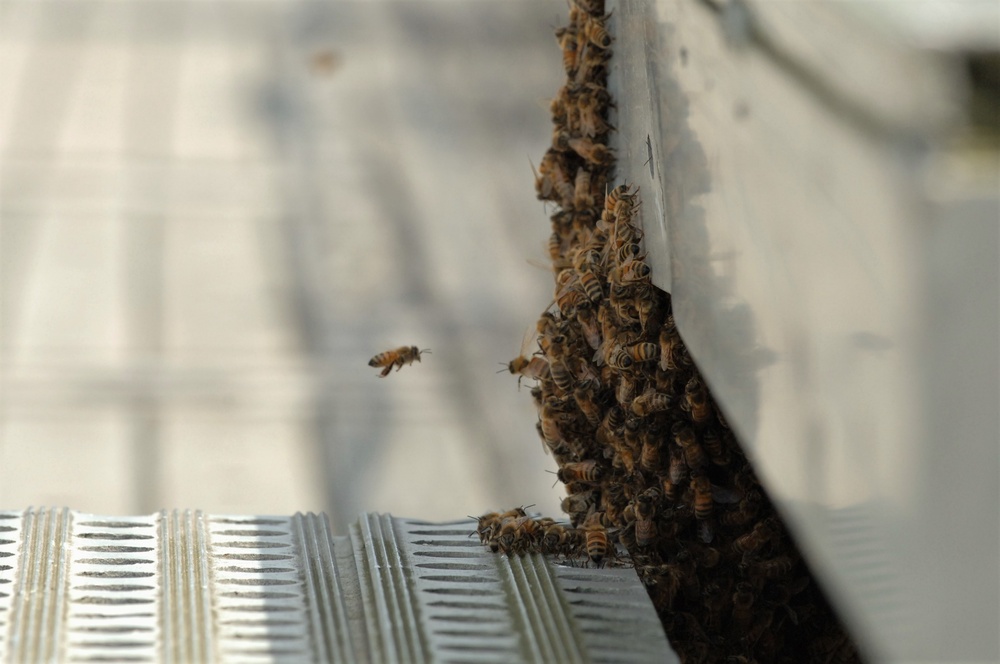 Bees on a Battleship