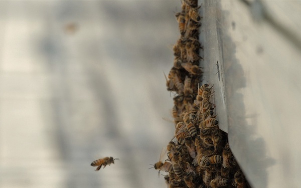 Bees on a Battleship