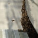 Bees on a Battleship