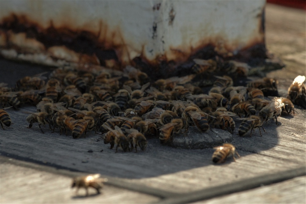 Bees on a Battleship