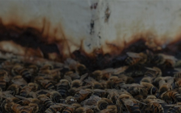 Bees on a Battleship