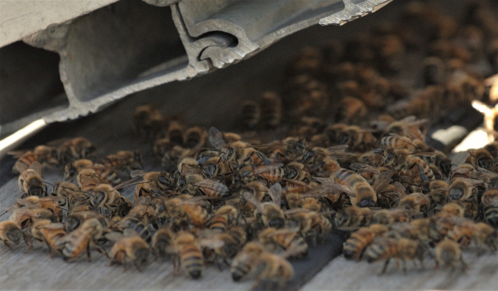 Bees on a Battleship