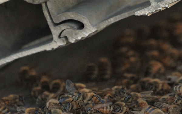 Bees on a Battleship