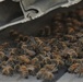 Bees on a Battleship