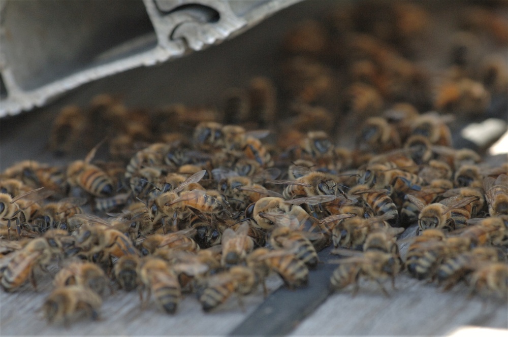 Bees on a Battleship