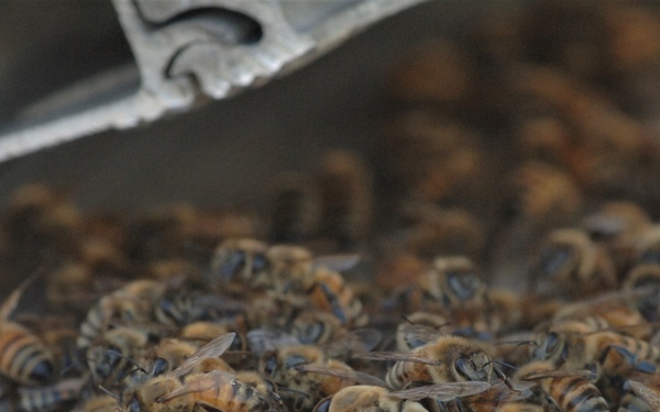 Bees on a Battleship