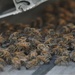 Bees on a Battleship