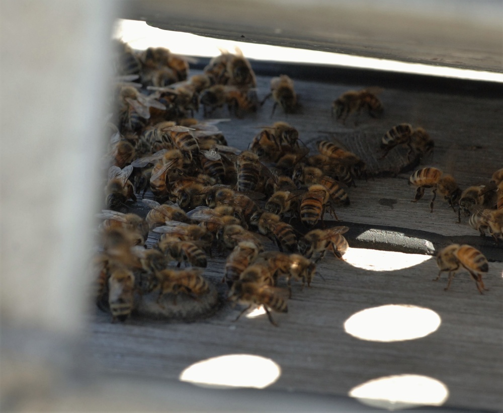 Bees on a Battleship