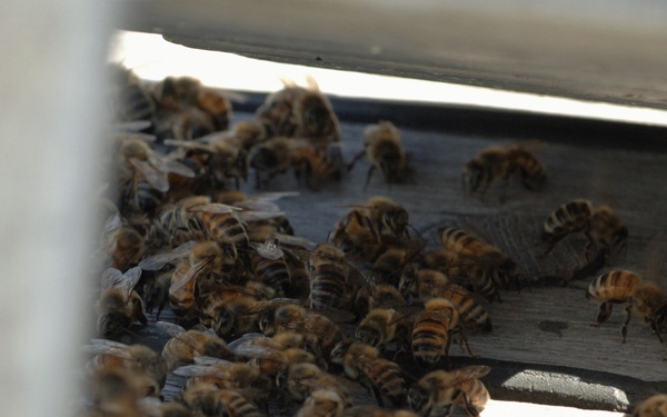 Bees on a Battleship