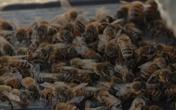 Bees on a Battleship