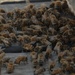 Bees on a Battleship