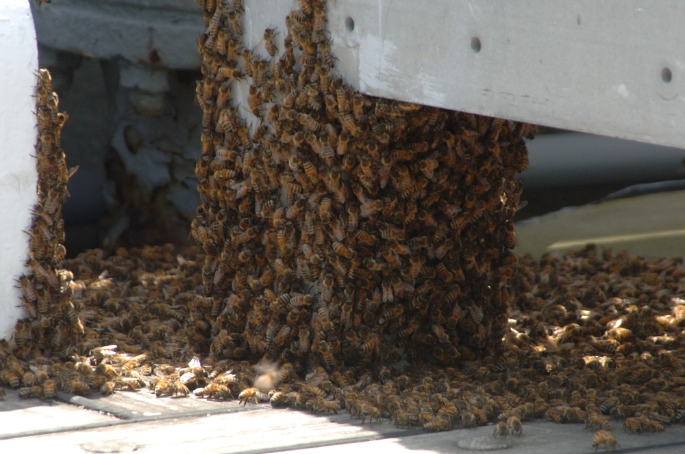 Swarm of bees on a Battleship