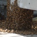 Swarm of bees on a Battleship