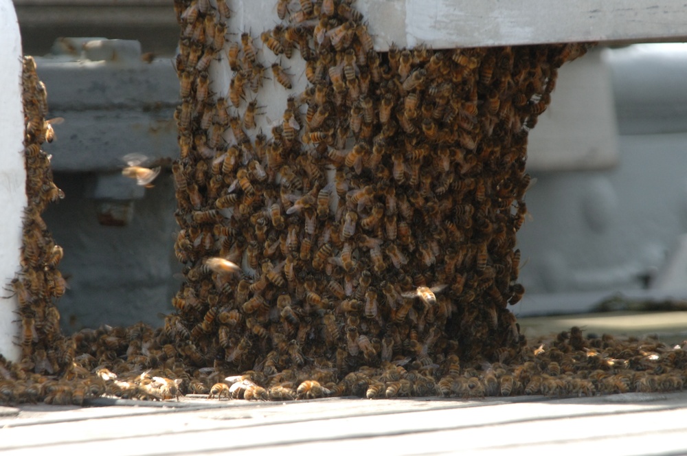 Bee swarm on a Battleship