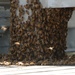 Bee swarm on a Battleship