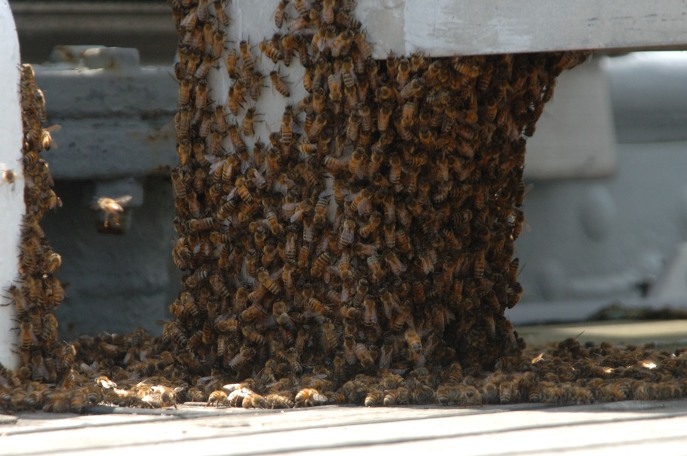 Bee Swarm on a Battleship