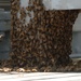 Bee Swarm on a Battleship