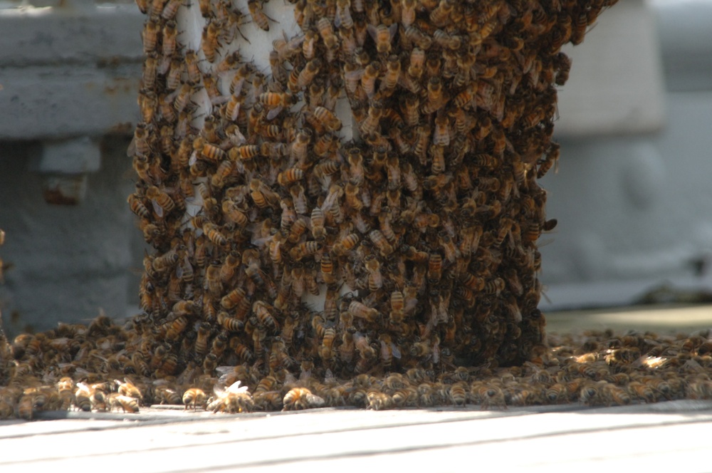 Bees on a Battleship