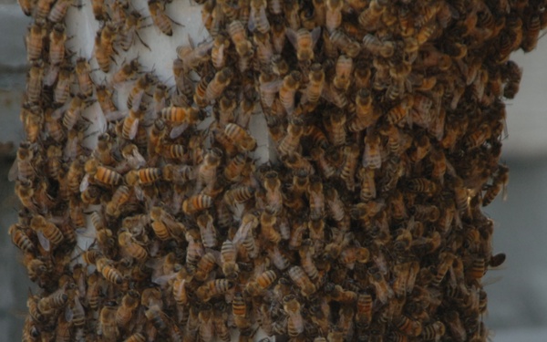 Bees on a Battleship
