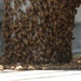 Bees on a Battleship