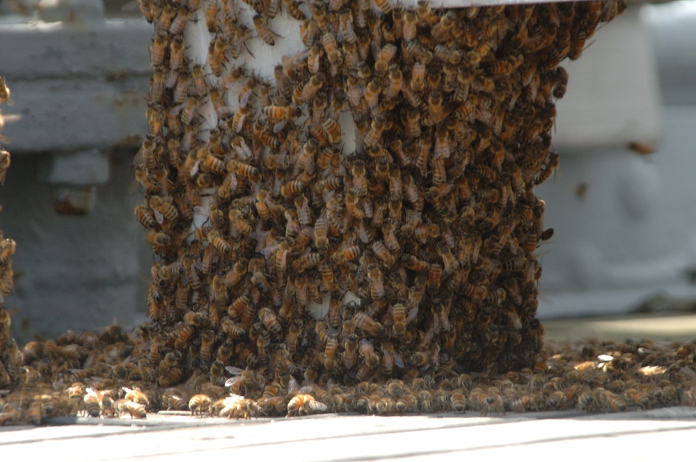 Swarm of Bees on a Battleship