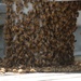 Swarm of Bees on a Battleship