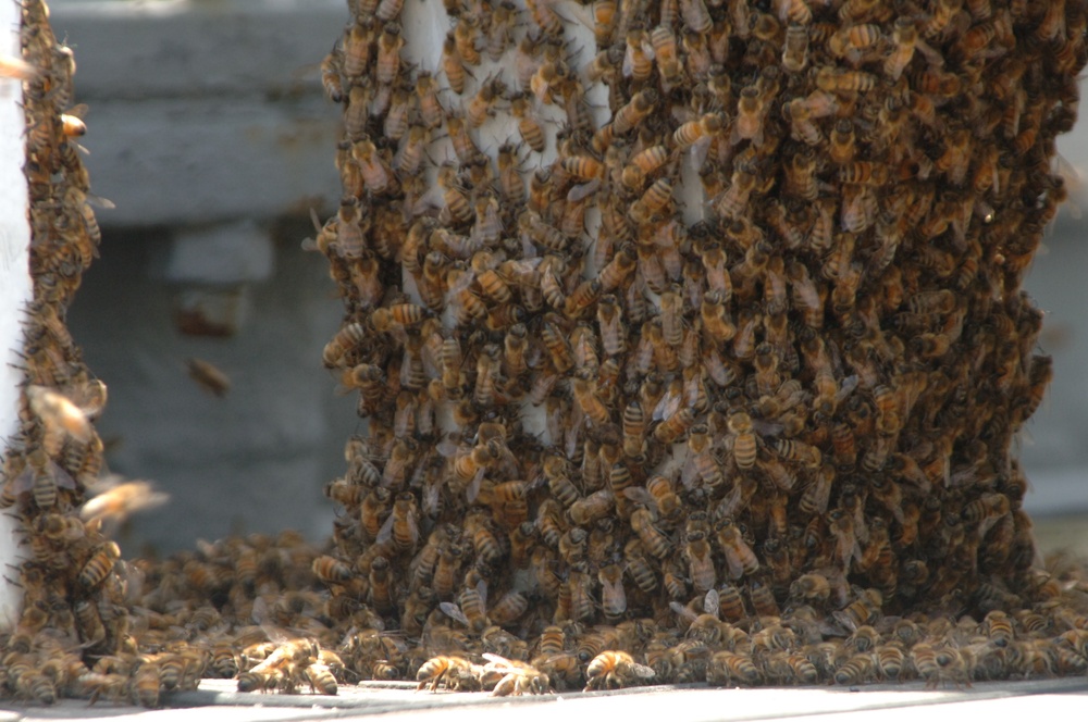 Swarm of Bees on a Battleship