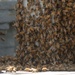 Swarm of Bees on a Battleship