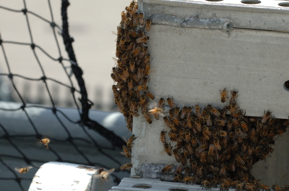 Swarm of bees on a Battleship