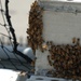 Swarm of bees on a Battleship