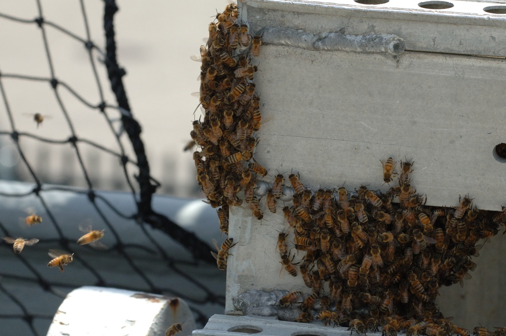 Swarm of bees on a Battleship