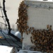 Swarm of bees on a Battleship