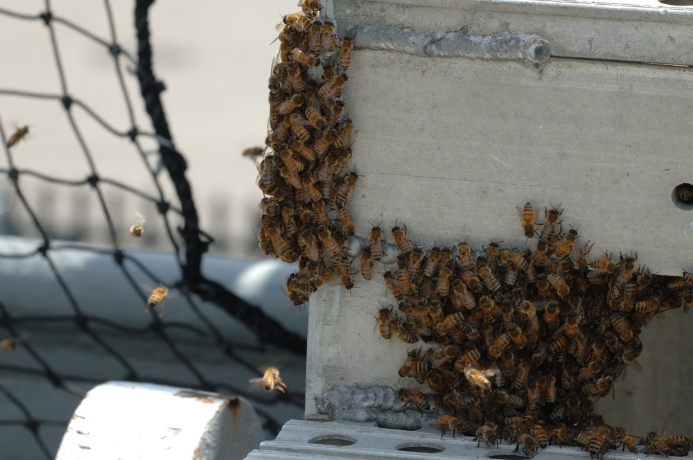 Swarm of Bees on a Battleship