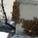 Swarm of Bees on a Battleship