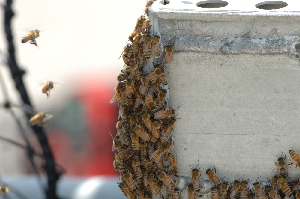 Swarm of Bees on a Battleship