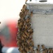 Swarm of Bees on a Battleship