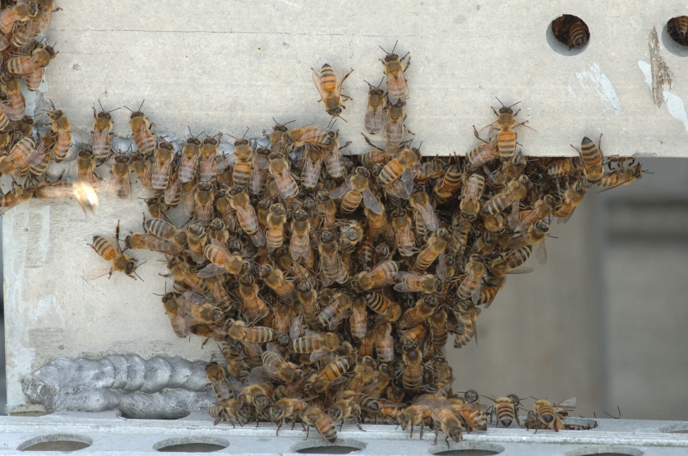 Swarm of Bees on a Battleship