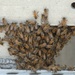 Swarm of Bees on a Battleship