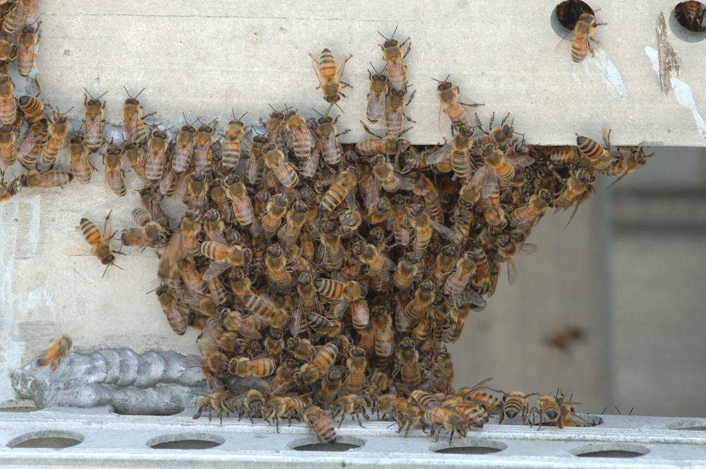 Swarm of Bees on a Battleship