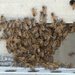 Swarm of Bees on a Battleship