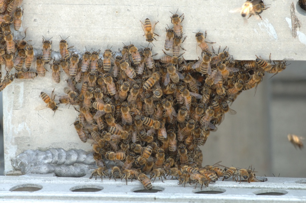 Swarm of Bees on a Battleship