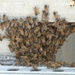 Swarm of Bees on a Battleship