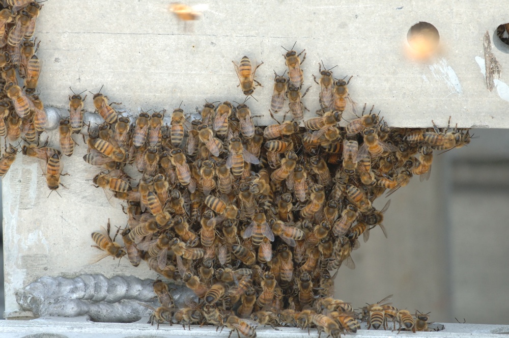 Swarm of Bees on a Battleship