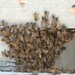 Swarm of Bees on a Battleship