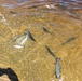 USFWS plants 15,000-plus rainbow trout at Fort McCoy for 2019 fishing season