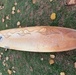Coast Guard searching for owner of surfboard