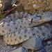 Watch your Step! Increased rains mean more critters