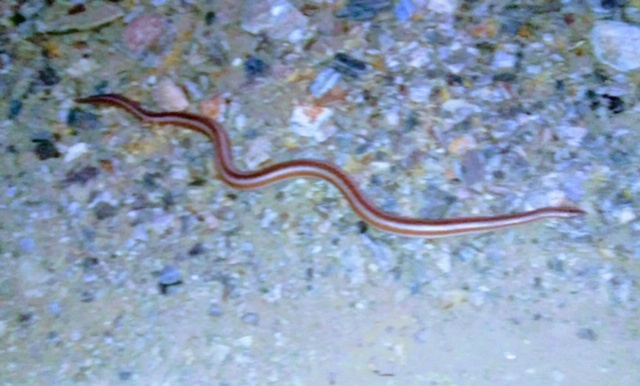 Watch your Step! Increased rains mean more critters