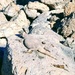 Watch your Step! Increased rains mean more critters